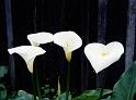 (05) calla lily